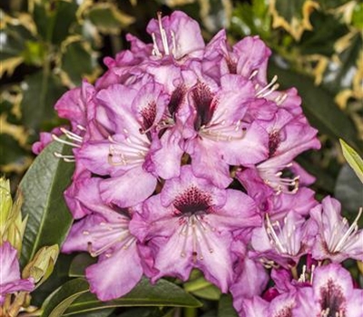 Rhododendron (Ponticum-Gruppe) 'Kokardia'