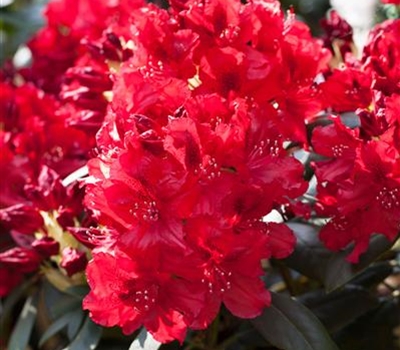 Rhododendron (Sanguineum-Gruppe) 'Erato'