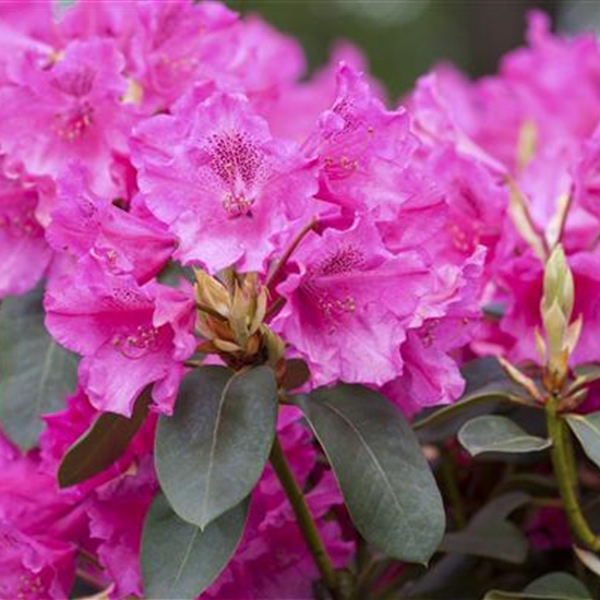 Rhododendron (Williamsianum-Gruppe) 'August Lamken' Rhododendron (Williamsianum-Gruppe) 'August Lamken'