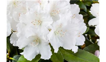 Gartenpflanzen Daepp