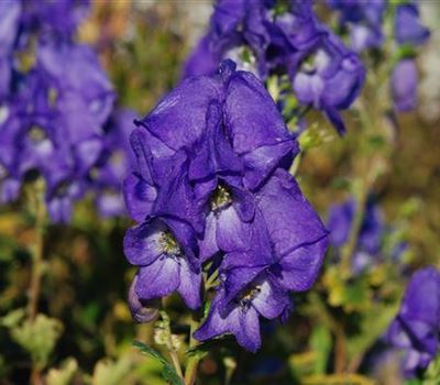 Aconitum 'Cloudy