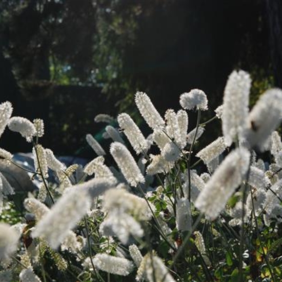 Actaea simplex 'White Pearl'