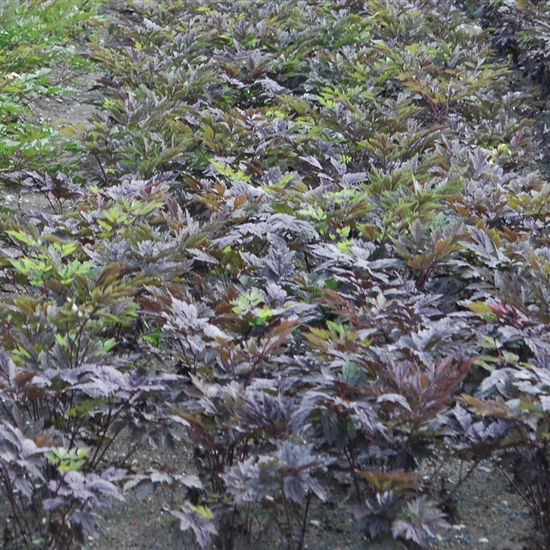 Actaea simplex 'Brunette'