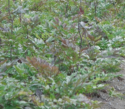 Actaea simplex 'Atropurpurea'