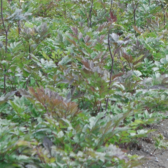 Actaea simplex 'Atropurpurea'