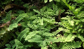 Bildvorschau