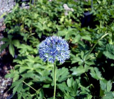 Allium caeruleum