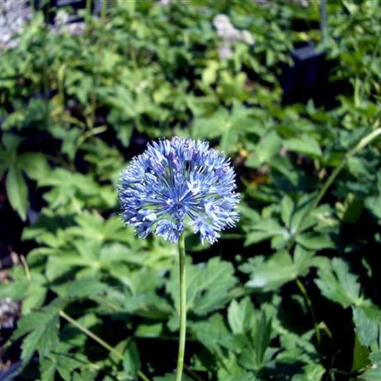 Allium caeruleum