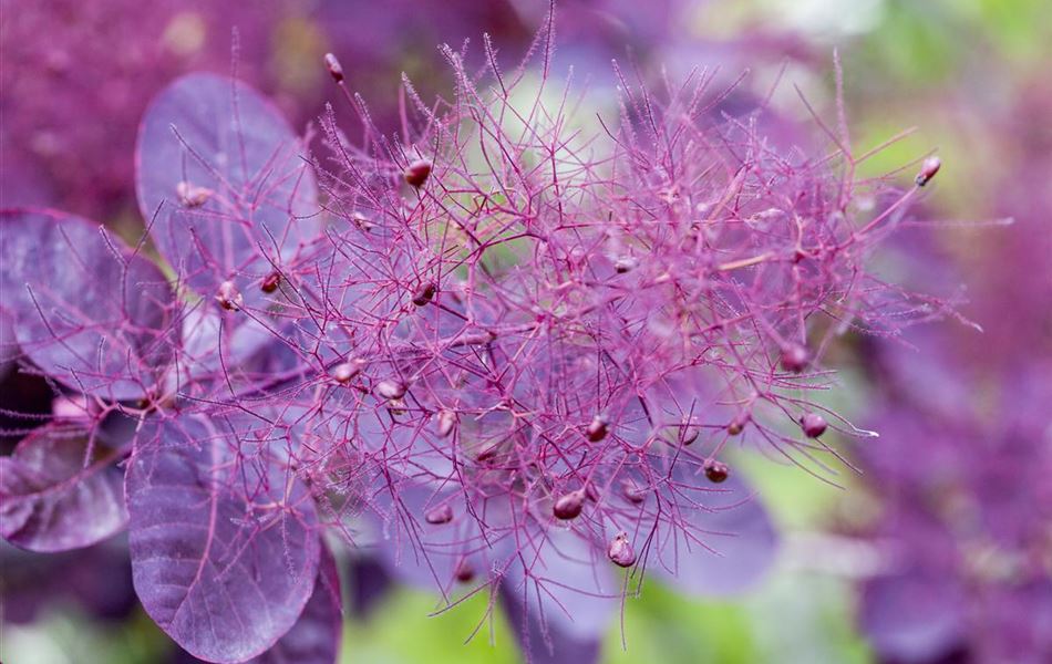 Cotinus coggygria 'Royal Purple' Cotinus coggygria 'Royal Purple'