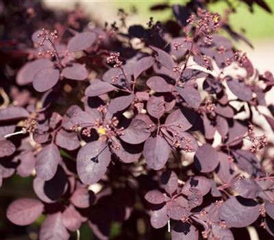 Cotinus coggygria 'Royal Purple' Cotinus coggygria 'Royal Purple'