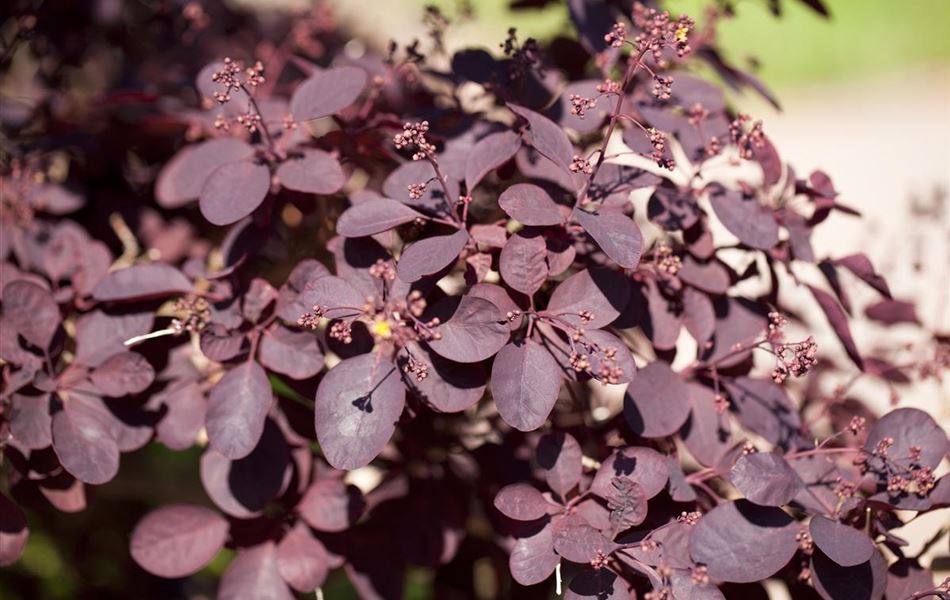 Cotinus coggygria 'Royal Purple'