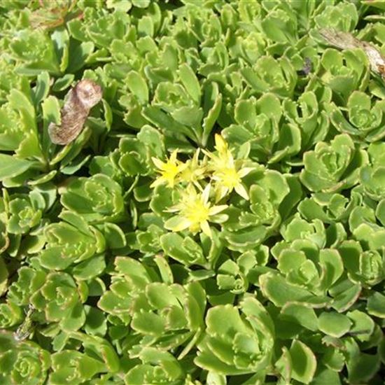 Sedum hybridum 'Immergrünchen'