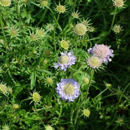 Scabiosa columbaria 'Nana'