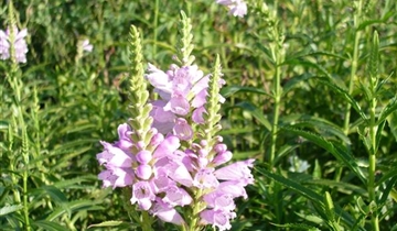 Bildvorschau