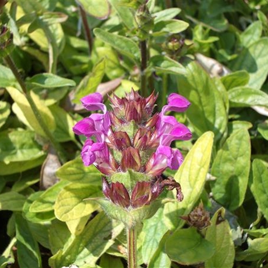 Prunella grandiflora 'Rubra'
