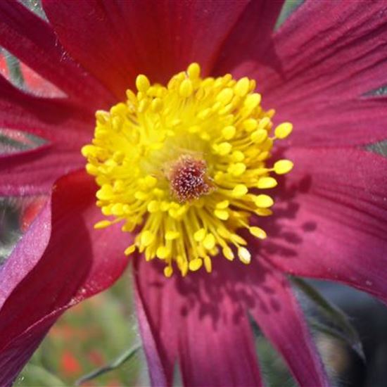 Pulsatilla vulgaris 'Papageno'