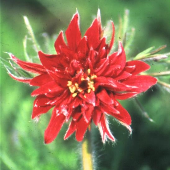 Pulsatilla vulgaris 'Papageno' Pulsatilla vulgaris 'Papageno'