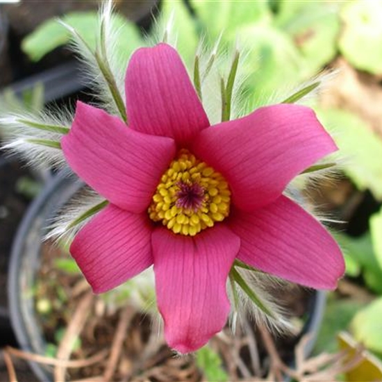 Pulsatilla vulgaris 'Rubra' Pulsatilla vulgaris 'Rubra'