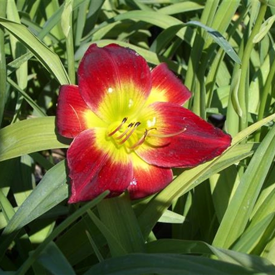 Hemerocallis 'Christmas Is'
