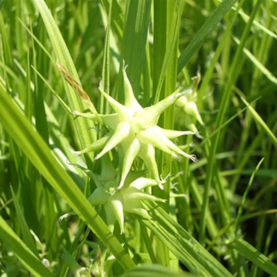 Carex grayi Carex grayi