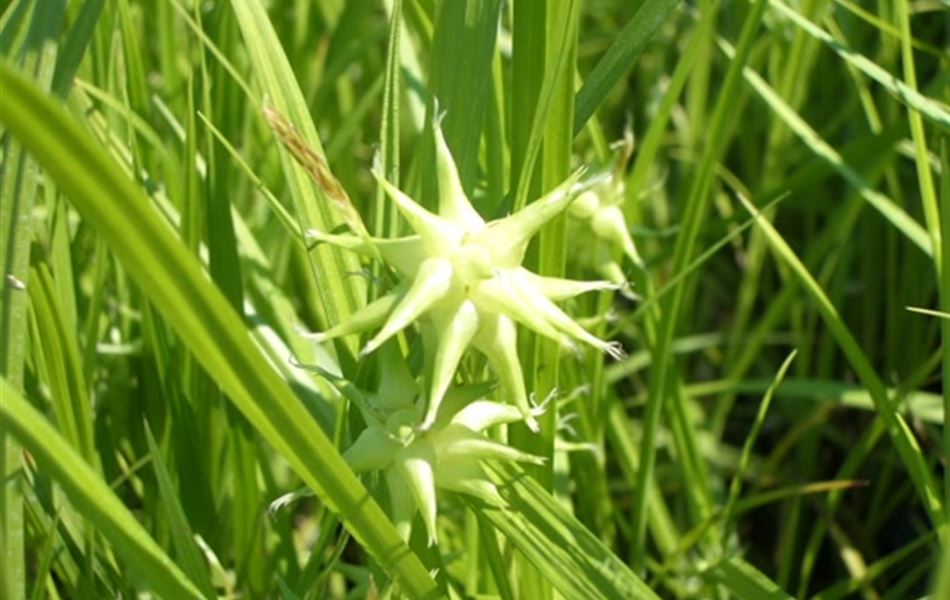 Carex grayi