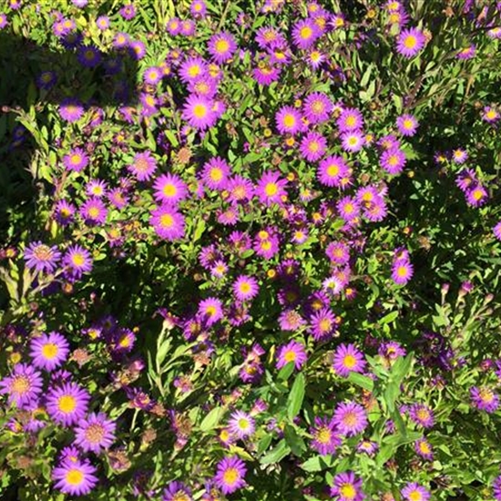 Aster ageratoides 'Ezo Murazaki'