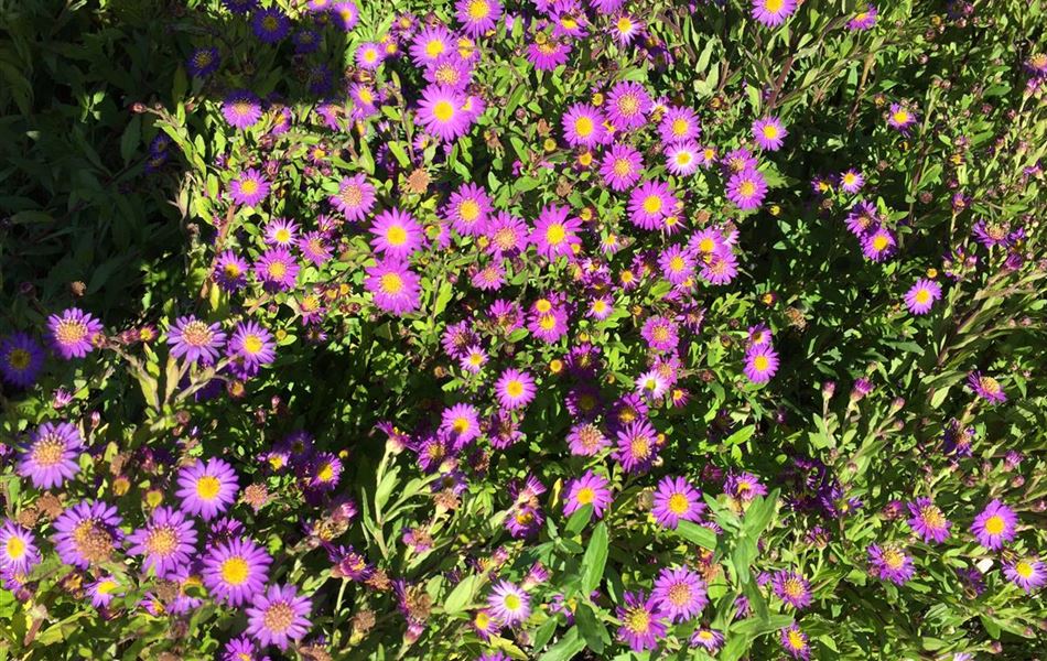 Aster ageratoides 'Ezo Murazaki' Aster ageratoides 'Ezo Murazaki'