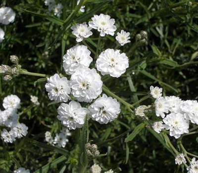 Achillea ptarmica 'The Pearl'