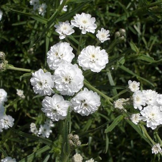 Achillea ptarmica 'The Pearl' Achillea ptarmica 'The Pearl'