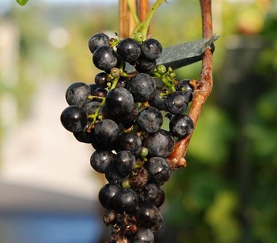 Vitis (Europäerrebe) 'Merlot'