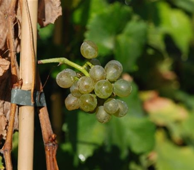 Vitis (Hybridrebe) 'Solaris'