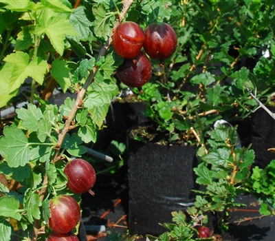 Ribes uva-crispa 'Rokula'