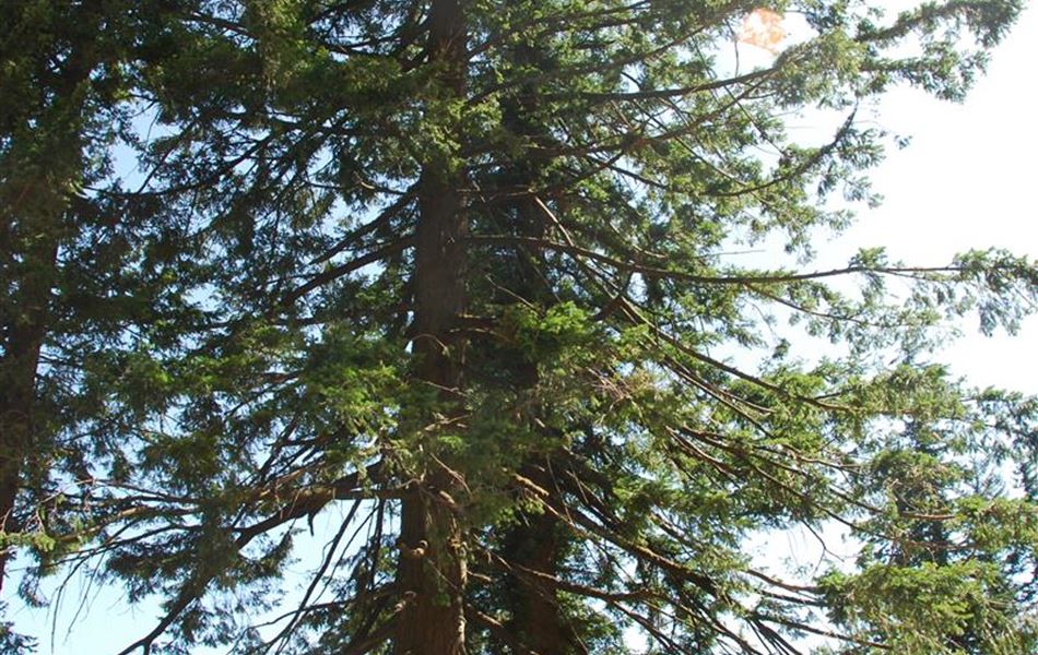 Pseudotsuga menziesii Pseudotsuga menziesii