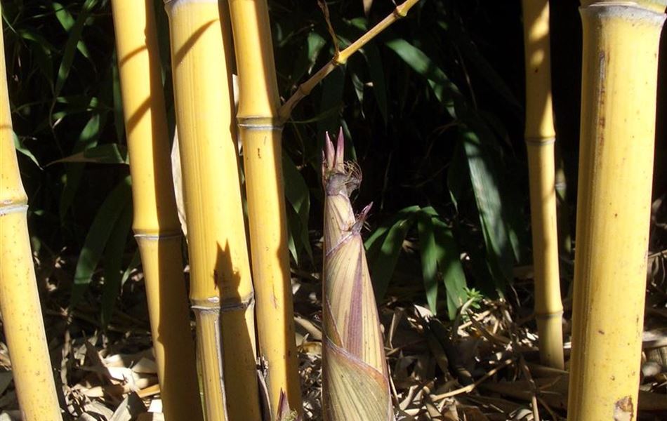 Bambus kaufen I Gartenpflanzen Daepp - Gartenpflanzen Daepp