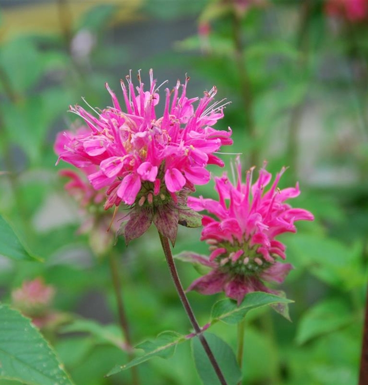Goldmelisse, Indianernessel