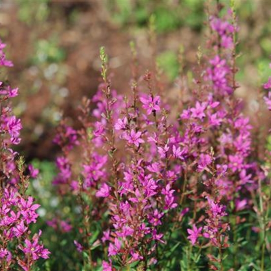 Lythrum virgatum 'Rose Queen' Lythrum virgatum 'Rose Queen'
