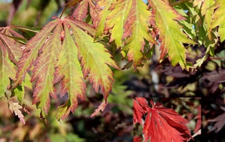 Acer japonicum 'Meiku Jaku' Acer japonicum 'Meiku Jaku'