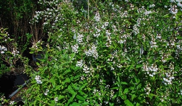 Bildvorschau