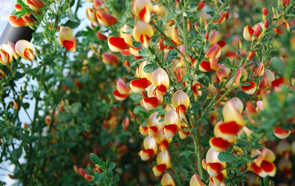 Cytisus (Scoparius-Gruppe) 'Roter Favorit' Cytisus (Scoparius-Gruppe) 'Roter Favorit'