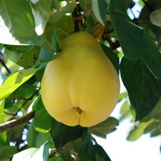 Cydonia oblonga 'Vranja' Cydonia oblonga 'Vranja'