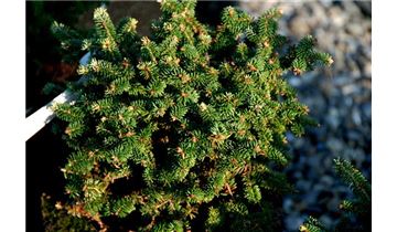 Gartenpflanzen Daepp