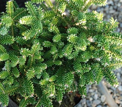 Abies koreana 'Oberon'