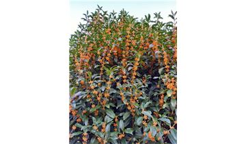 Gartenpflanzen Daepp Gartenpflanzen Daepp