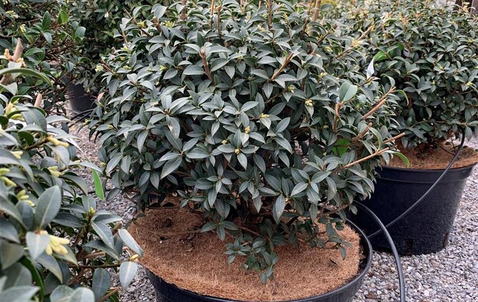 Osmanthus burkwoodii (x) Kugelform Osmanthus burkwoodii (x) Kugelform