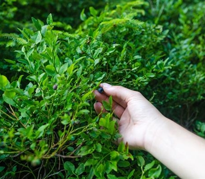 Vaccinium myrtillus