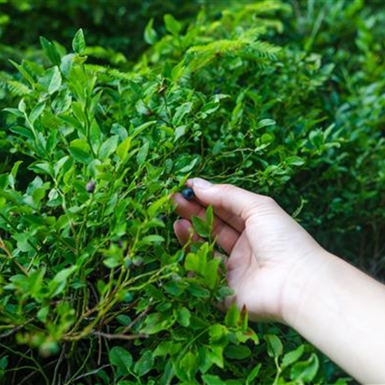 Vaccinium myrtillus Vaccinium myrtillus