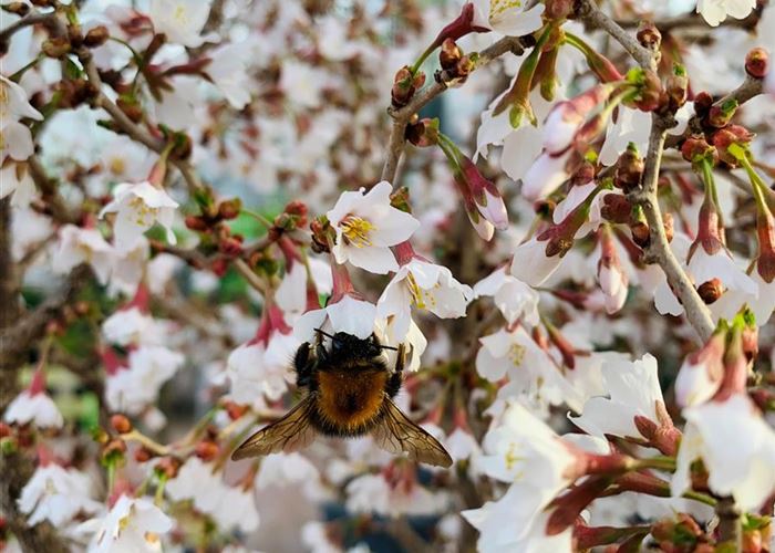Prunus incisa 'Kojou-no-mai'