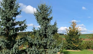 Bildvorschau
