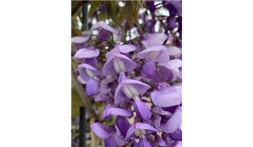 Gartenpflanzen Daepp