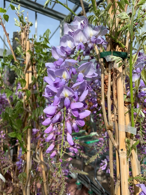 Wisteria floribunda 'Caroline', Glyzine Schlingpflanze - Gartenpflanzen  Daepp